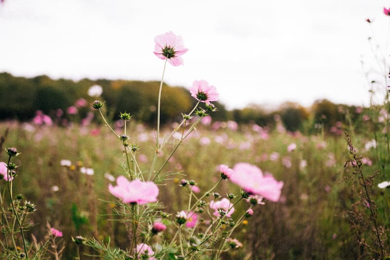 A field of wildflowers
