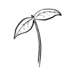 Hand drawn plant icon.